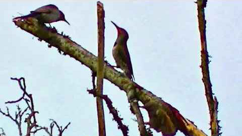 IECV NV #192 - 👀 Three Northern Flickers In The Maple Tree 2-17-2016