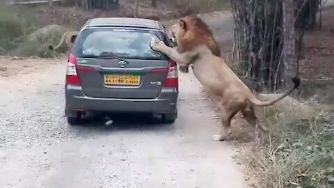 WHEN WILD ANIMALS ATTACK CAR AND TOURIST || @ViralHog