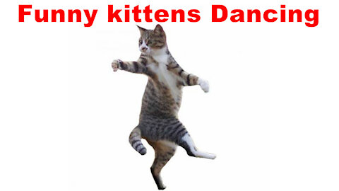 funny kittens Dancing || kitten dancing || funny kittens