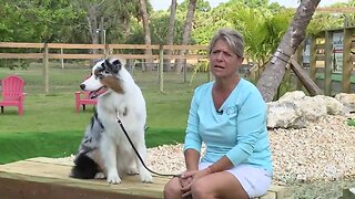Palm City dog training complex allows pets, owners place to unwind