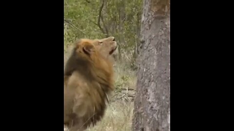 Lion Climb Tree