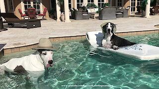 Laid back Great Danes chill out in the pool