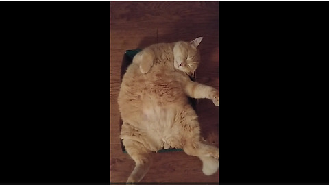Lazy Cat Won’t Even Open His Eyes To Meow In Protest
