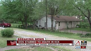 KCK police investigating dog stabbed to death