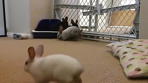 Rabbit Binkies Are Expressions of Joy