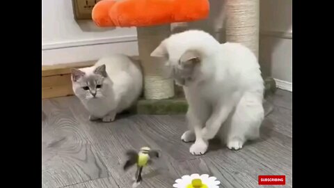 very funny cats and tia bird🤣🤣 trending video