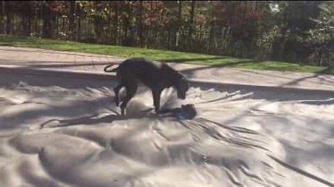 Des chiens jouent sur la bâche d'une piscine!