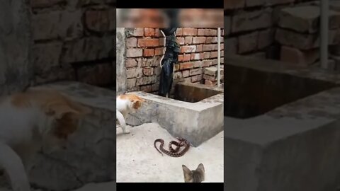cat vs snake