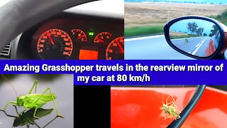 Amazing Grasshopper travels in the rearview mirror of my car at 80 km/h