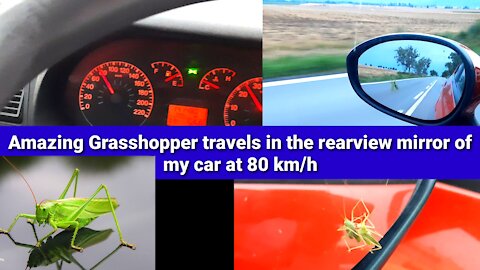 Amazing Grasshopper travels in the rearview mirror of my car at 80 km/h