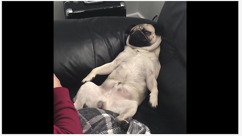 Spoiled pug relaxes during full body massage