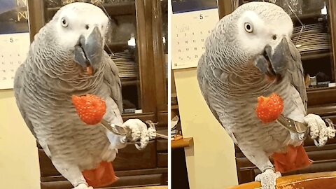 Parrot incredibly eats strawberries with a fork