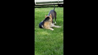 Dogs Play Fight