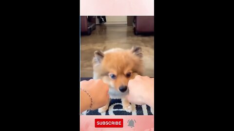 Funny Dog Reaction Funny Animal Videos #shorts #shortvideo #firstshorts #tranding #youtubeshorts