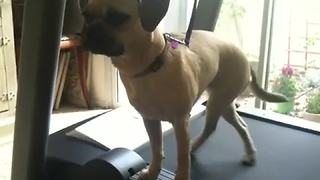 An Adorable Dog Does A Treadmill Workout
