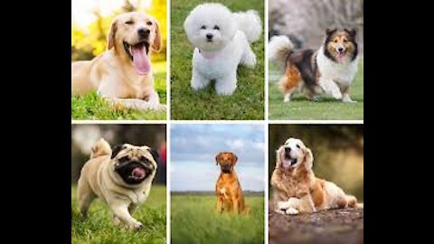 funny video- dog-Fun dogs