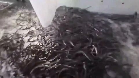 How Japanese Farming Million of Eel and Harvesting Them