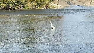 Great White Egret aka Fisher