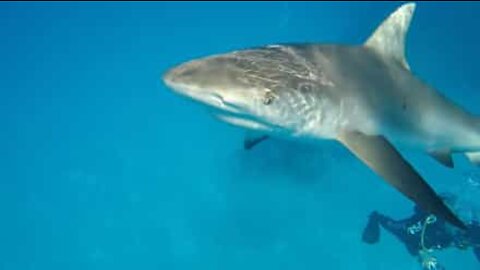 Diver slaps shark!