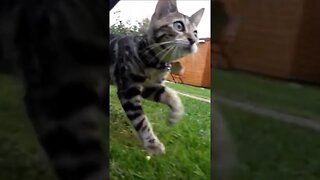Slow Motion Bengal Kitten Cat #kitten #bengalcat #catshorts