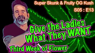 S05 E13 Super Skunk / Fruity OG Kush Organic Cannabis Grow – Week 3 of Flower & Cannabis Lighting