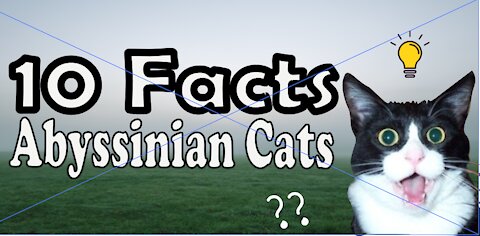 10 Facts about Abyssinian CATS