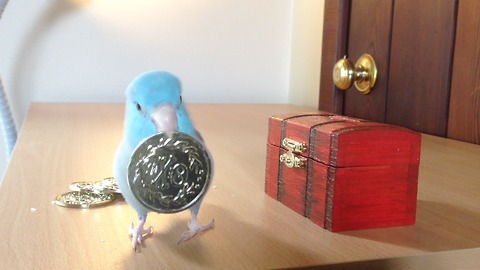 Charlie the Parrotlet puts his money in the bank