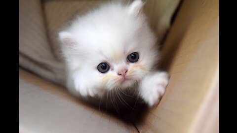 Baby Cats Cute Funny Cat Videos Kittens Compilation, Gatos Lindos, Chats Mignons, Süße katzen