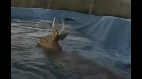 Maryland deputies save stuck deer from pool in Bel Air #shorts 🌊🦌