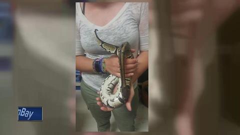 Snake found in Fond du Lac