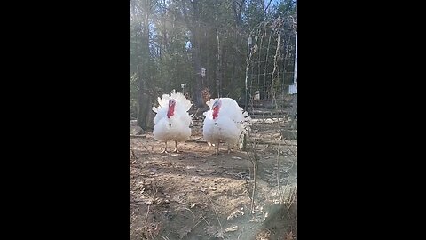 Guard Turkeys Sounding The Alarm