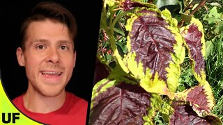 Chinese Multicolor Spinach Taste Test | Unusual Foods