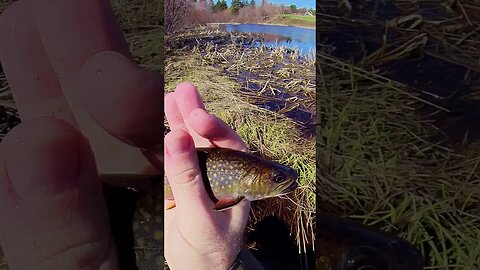 😱This Weird Bait Actually Catches Trout?! 👉 #shorts #short #fishingshorts