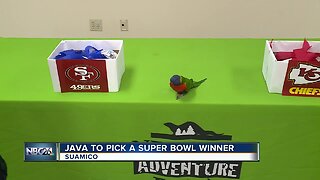Java from the NEW Zoo and Adventure Park shares Super Bowl prediction