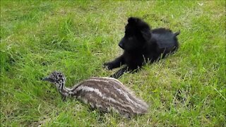 Puppy and emu share unique and beautiful friendship