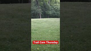 Trail Cam Thursday, deer in broad daylight trotting through our backyard. #shorts #prepperboss ￼