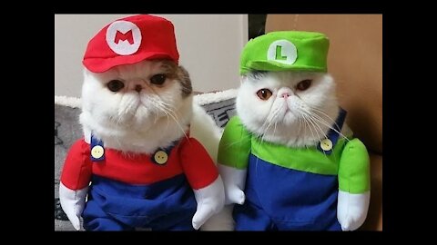 Cats Falls Compilation - Super Mario Bros Style