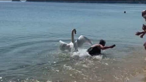 Un cygne anxieux pousse une femme l'eau!