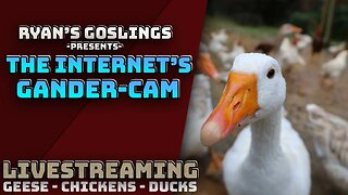 The Internet's Gander, Duck and Chicken Cam! Live 24/7!