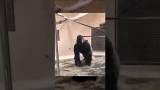 The Gorilla 🦍 Slide 🤣