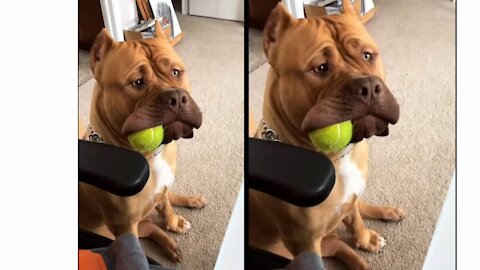 Massive pit bull holds ball in the side of his mouth short vido