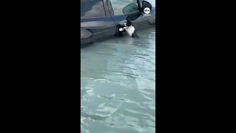 Cat rescueed from Dubai floods after clinging to car door