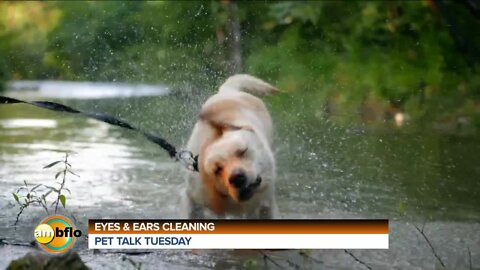 PET TALK TUESDAY - EYE AND EAR CLEANING