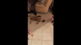 Puppy meltdown