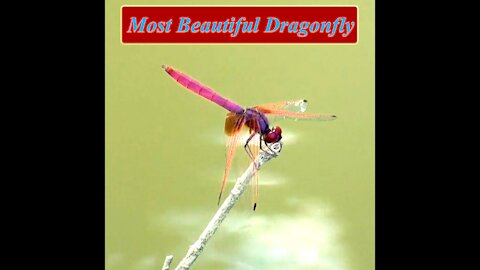 Most Beautiful Dragonfly Part 4 | Skyhunter | Sri Lankan Dragonfly