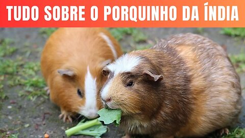 Conheça o Fascinante Mundo dos Porquinhos da Índia Alimentação, Expectativa de Vida, Reprodução e Ma