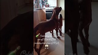 Great Ridgeback Dad Plays with Great Daughter