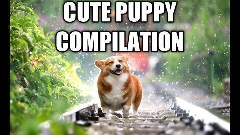 cute pupies compilation 2022|| puppy ||funny animals||