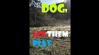 DOGs at PEACE DIY | When we Should be Quiet | Happy Brain Chemicals