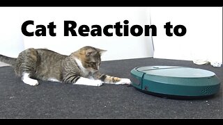 CAT REACTION TO